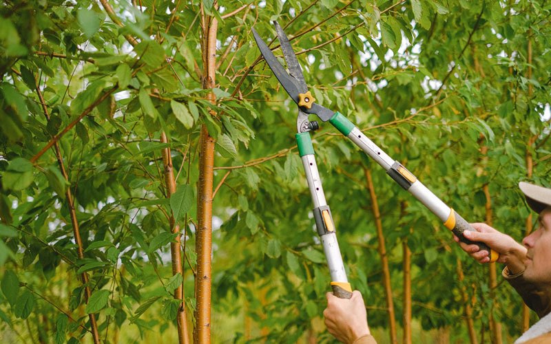 Tree trimming in Crawfordville, FL